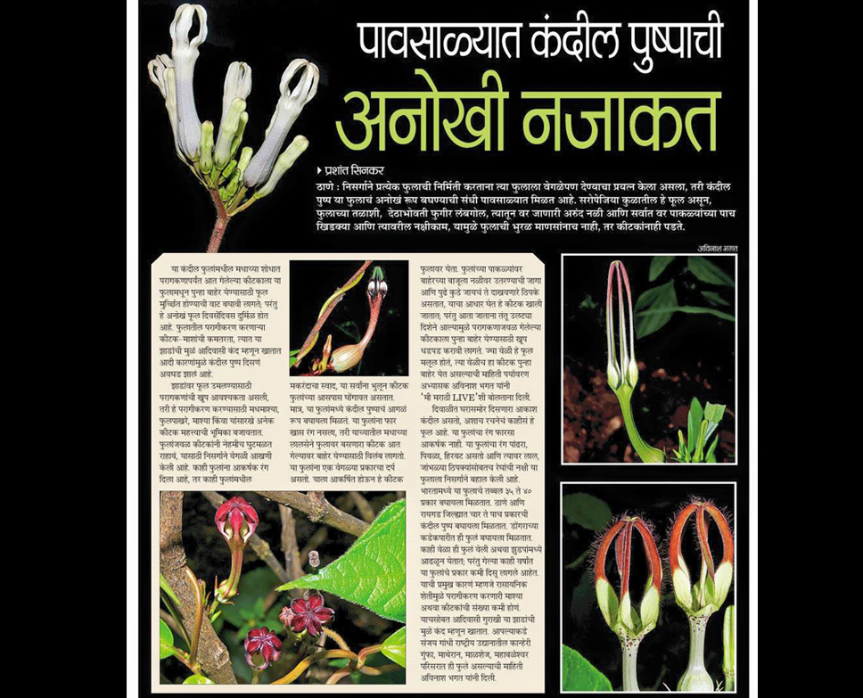 Ceropegia of Maharashtra