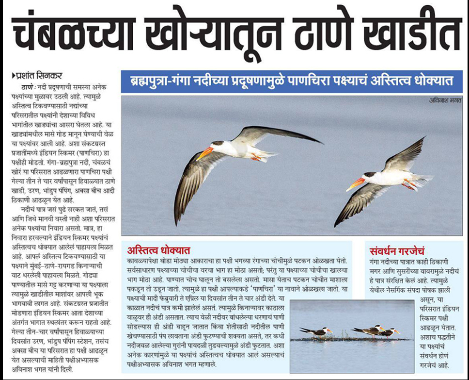 Indian Skimmer Around Mumbai Mangroves