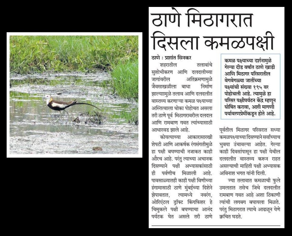 Birds of saltpans at Thane Creek